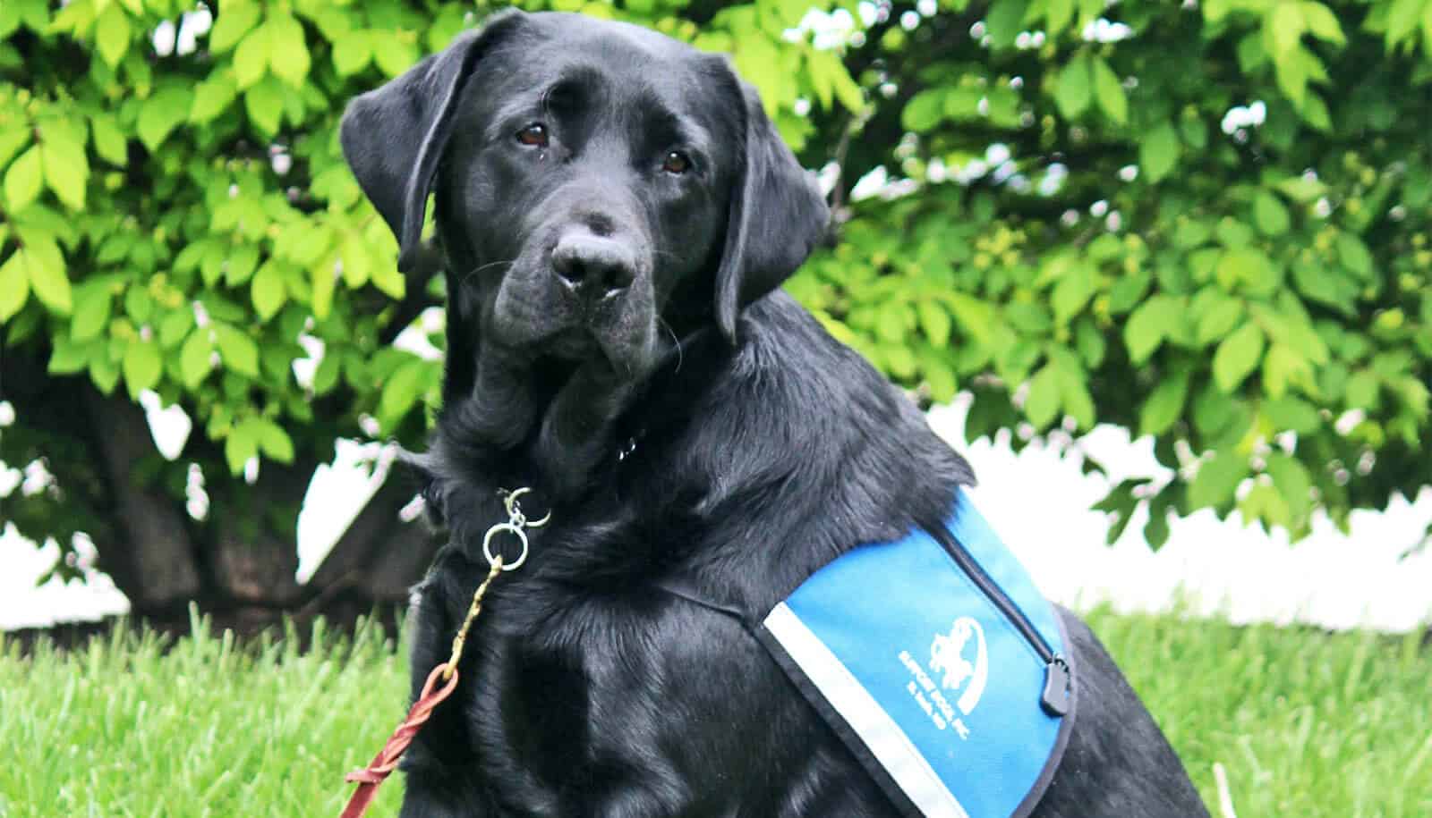 Dogs do not always improve personal abilities for young ones with autism – Futurity